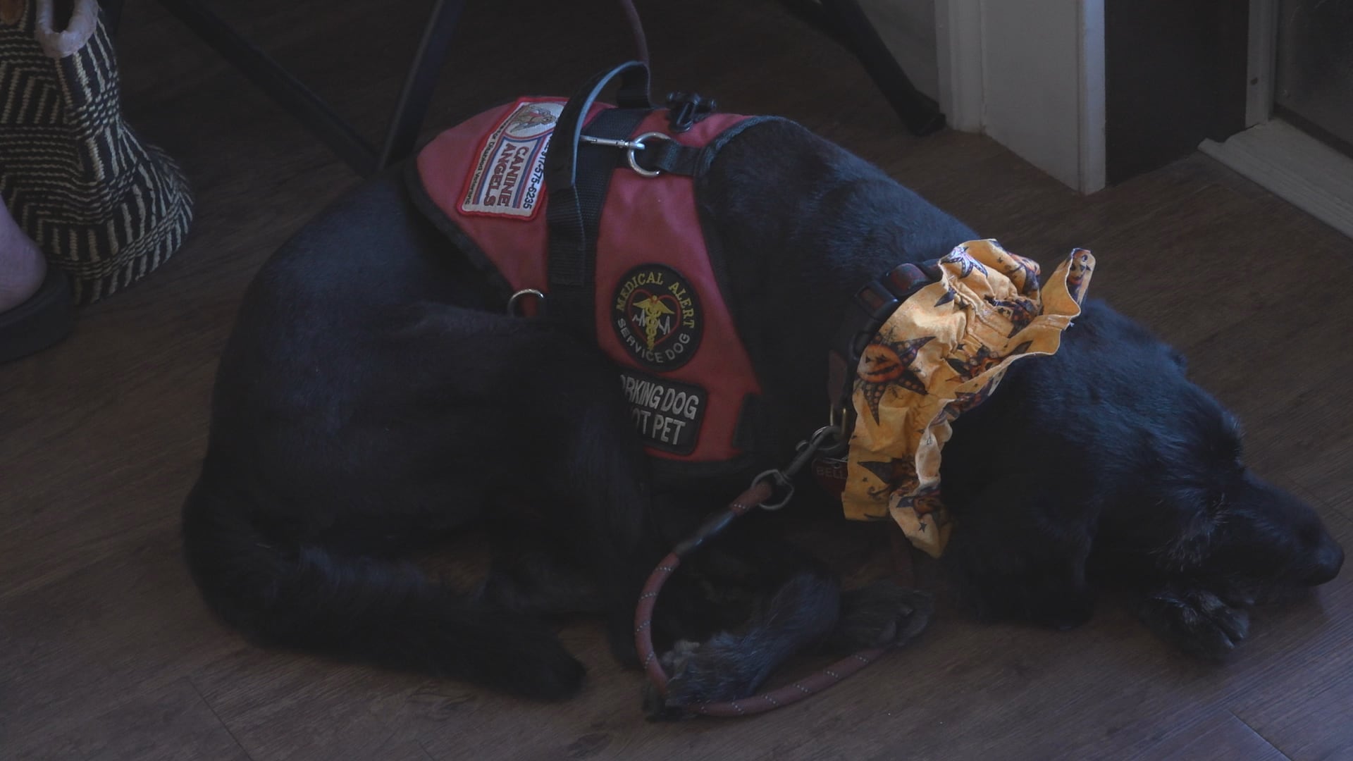 Tybee Island Leaders Consider Three-Month Beach Dog Pilot