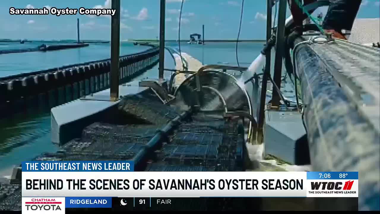 Local oyster farm balances harvest with environmental impact as peak season begins