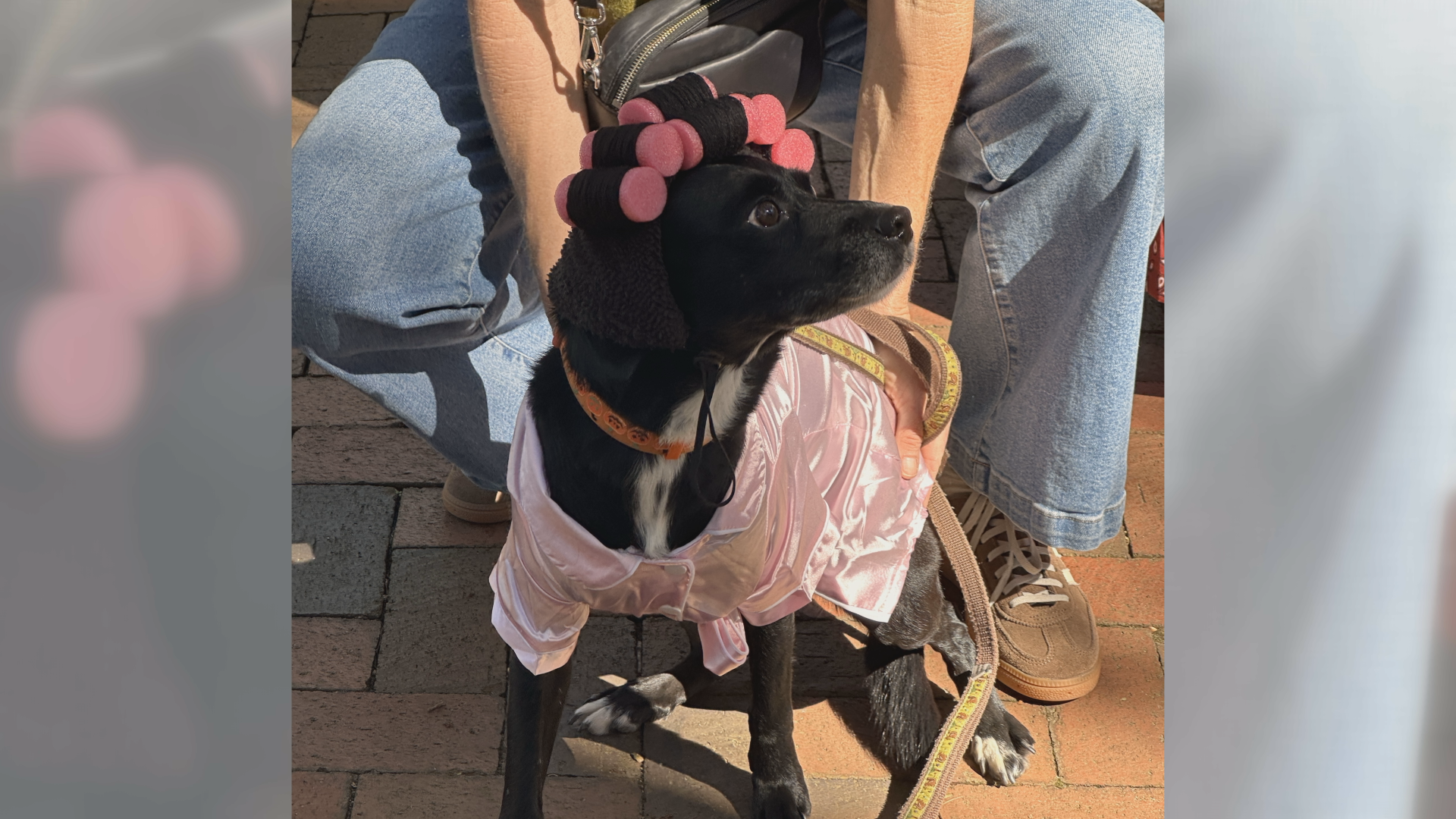 Pups fill the squares on Saturday for Wag-O-Ween