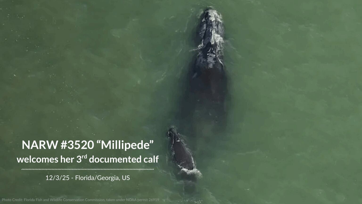 Millipede right whale