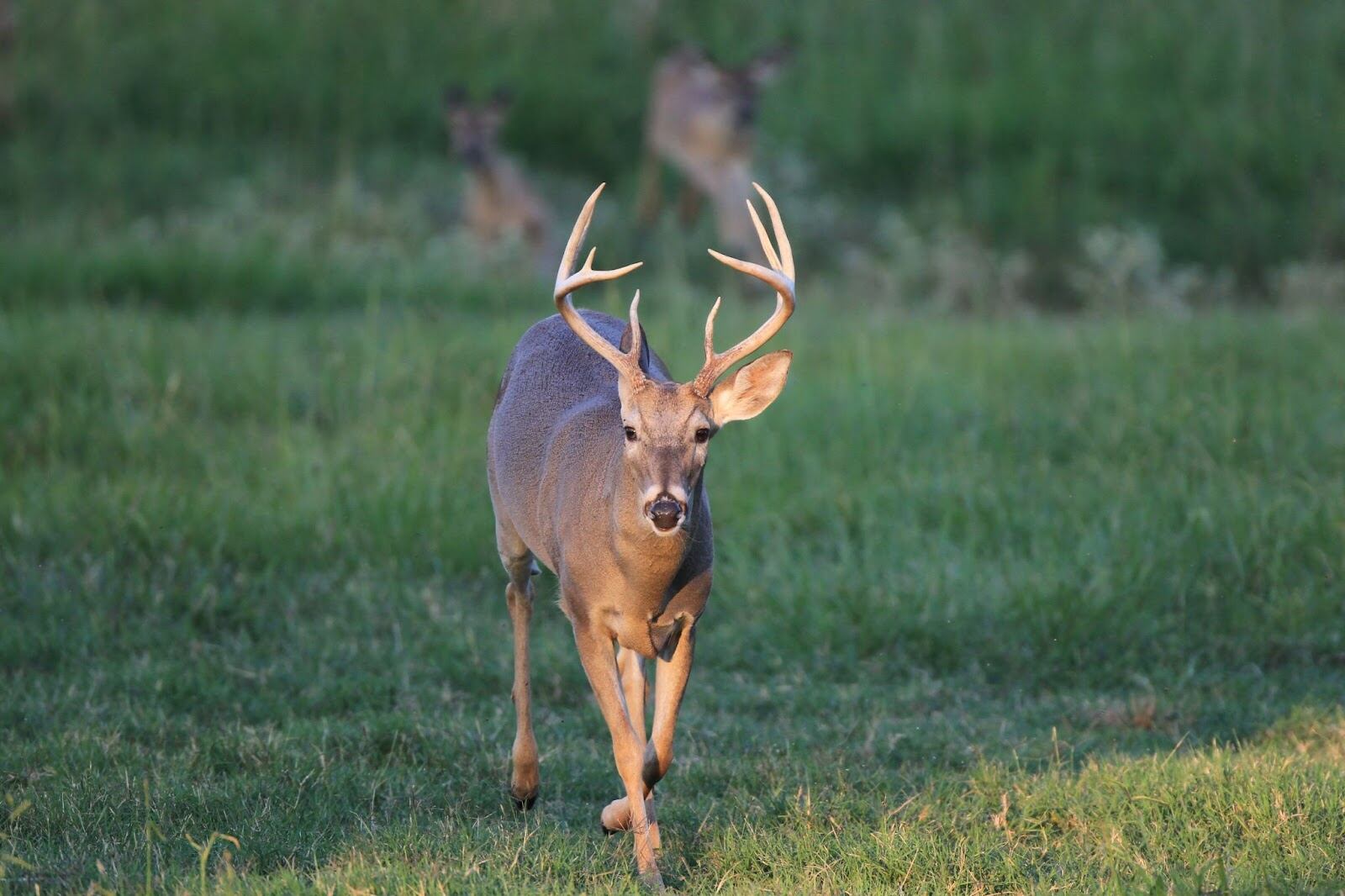 Georgia firearms deer season opens Oct. 17