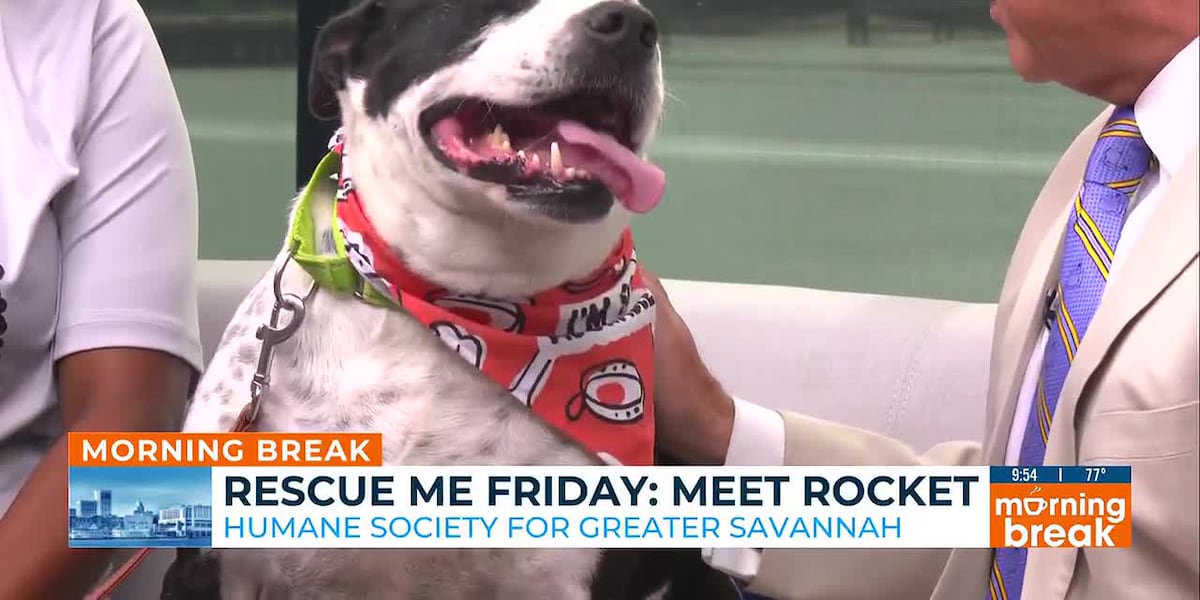 Rescue Me Friday: Meet Rocket