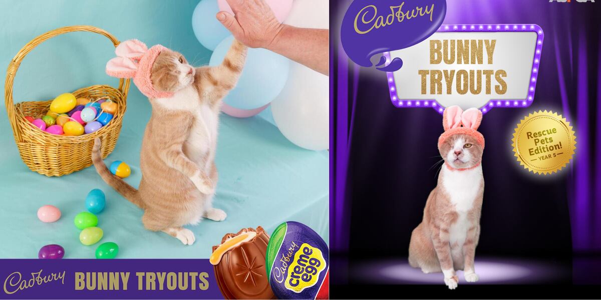 Crash the rescue cat wins 2023 Cadbury Bunny contest