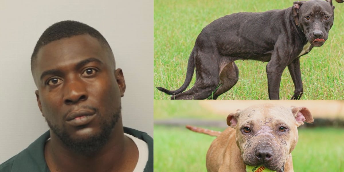 Man out on bond for murder busted for dog fighting, rescue groups search for help Man out on bond for murder busted for dog fighting, rescue groups search for help