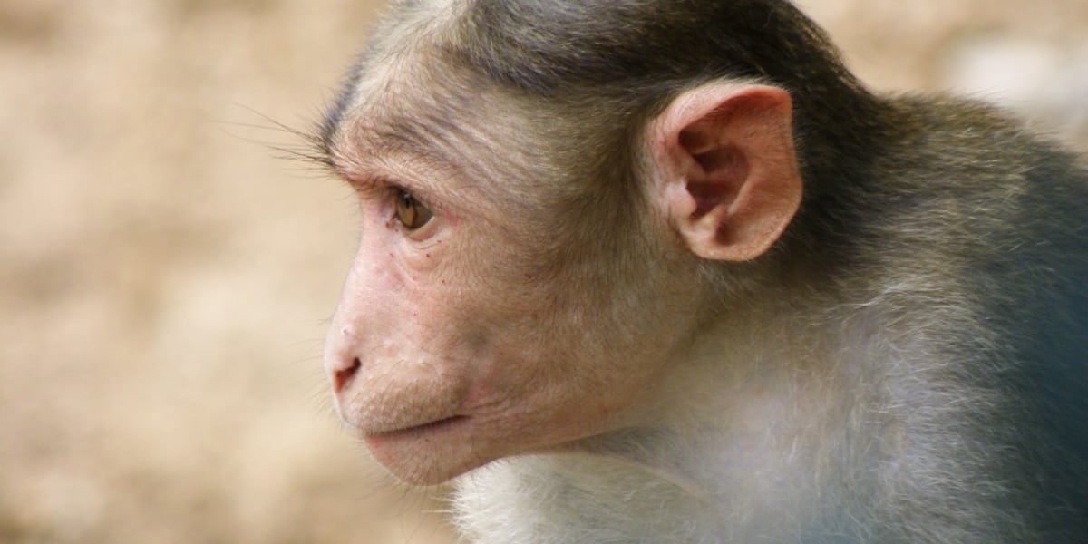 Over 40 monkeys escape research center in Beaufort County