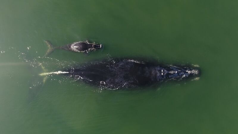 A North Atlantic right whale and its calf were spotted near Hilton Head Island on Friday, Dec....