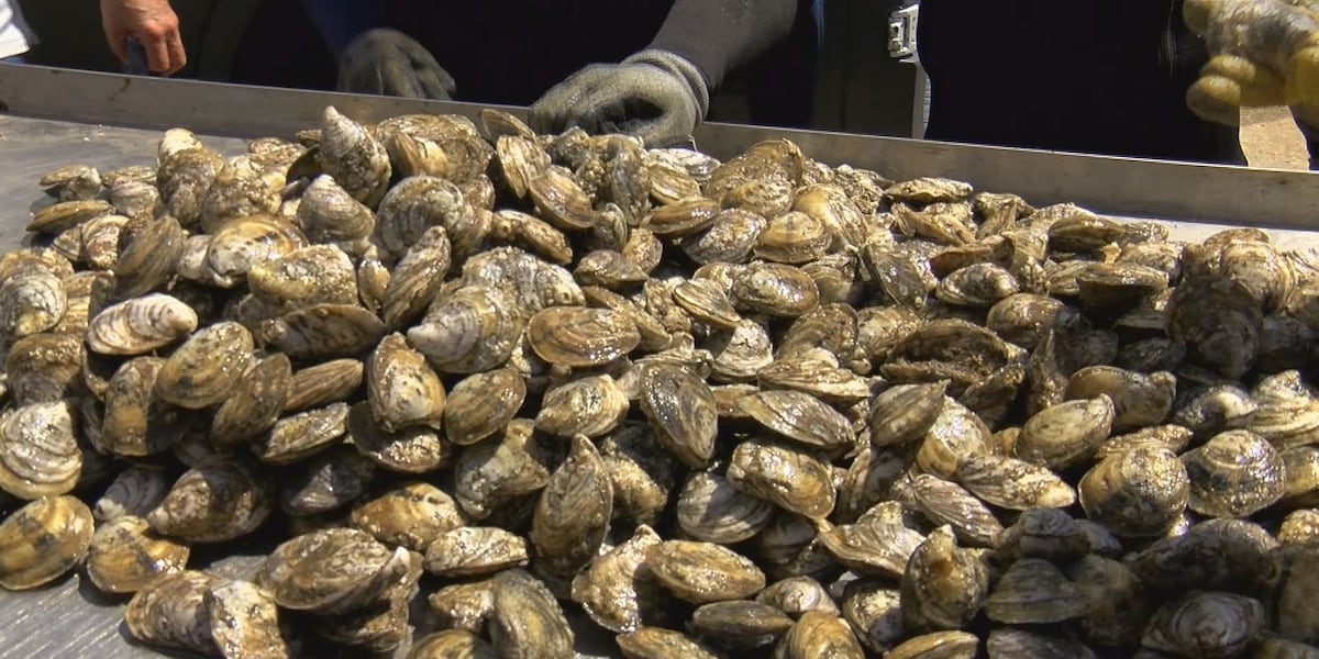 South Carolina’s shellfish harvest season opens in October