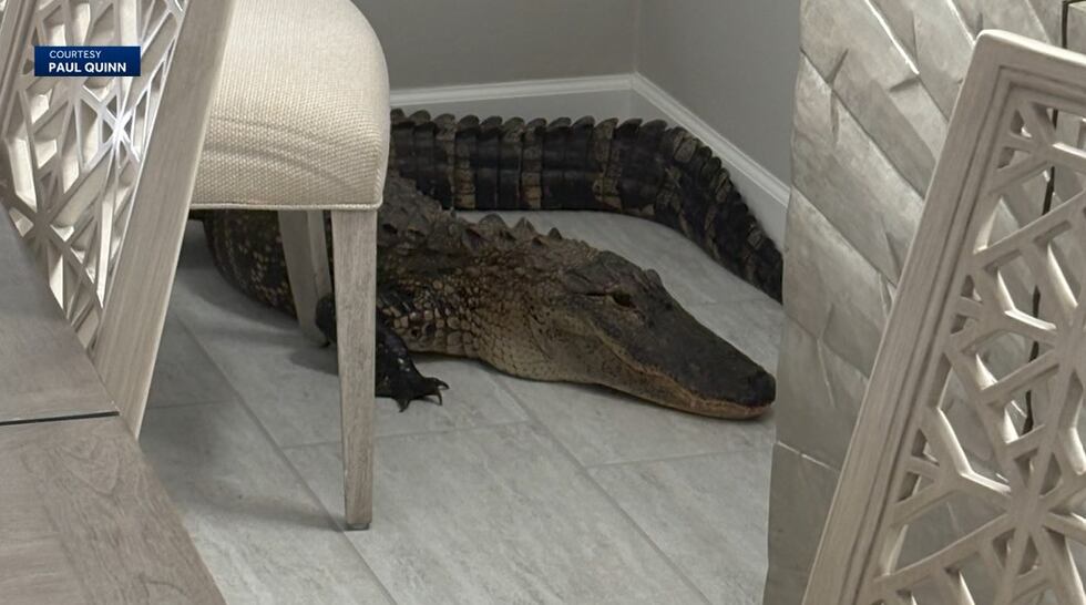 7-foot alligator in kitchen