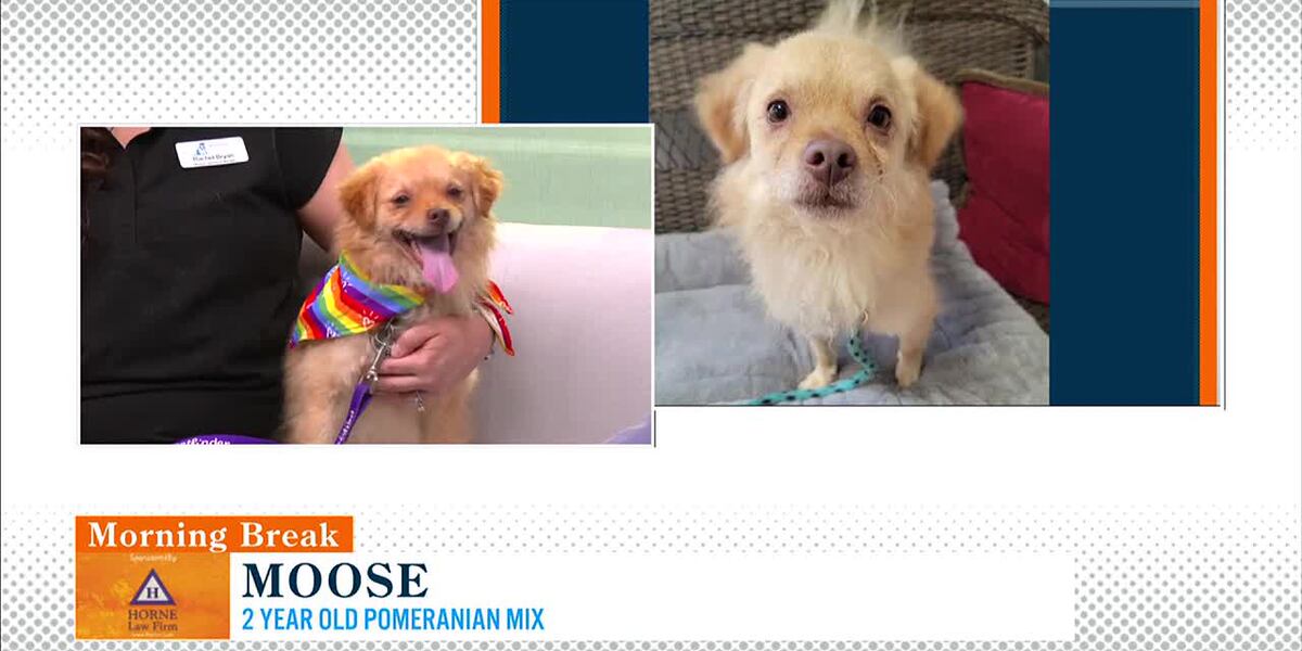 Friday Moos Rescue Me Friday: Moose