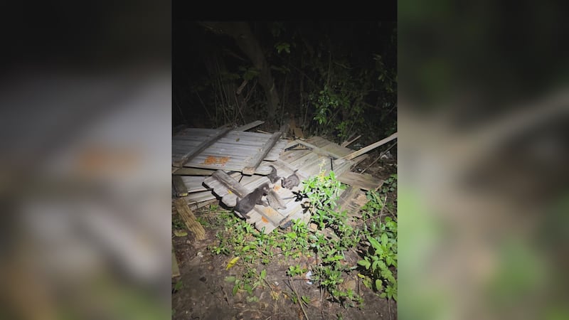 6 kittens rescued, taken to cat sanctuary by Chatham County police officer