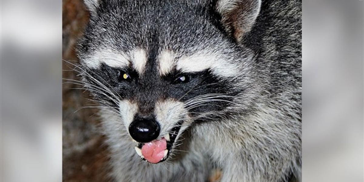 Crash Test Raccoon Raccoon tests positive for rabies in Bloomingdale