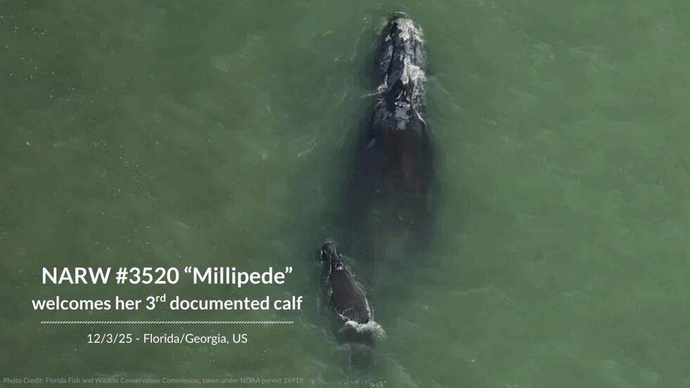 Millipede right whale