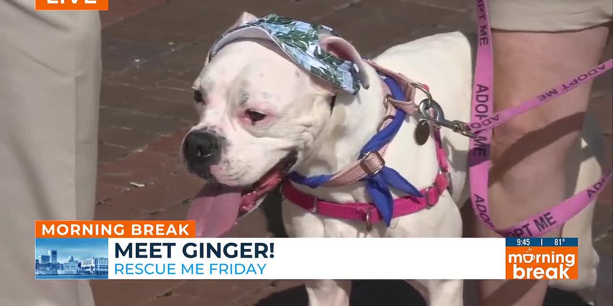 Rescue Me Friday: Meet Ginger
