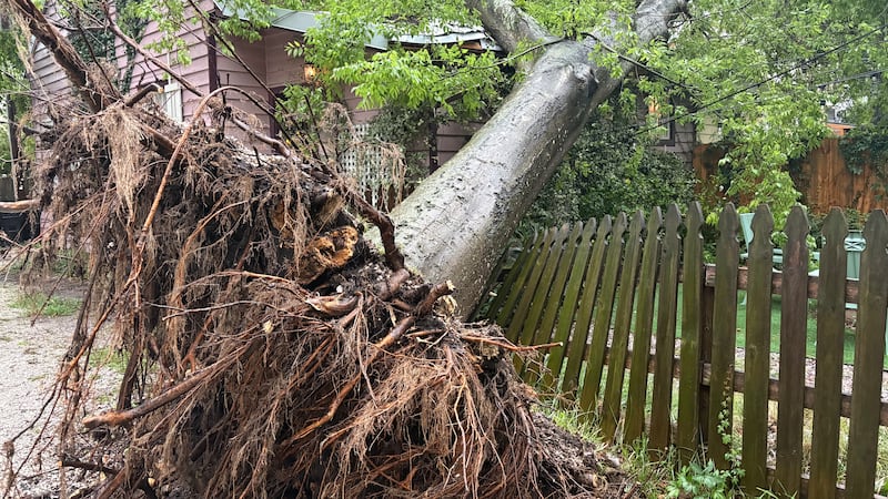 Tree falls on roof during storms in downtown Savannah on East Park Avenue.
