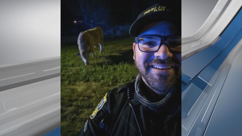 A Pooler police officer found a lost cow off of Highway 80.
