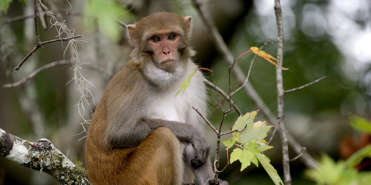 UPDATE: 25 monkeys captured, others still on the loose in Yemassee
