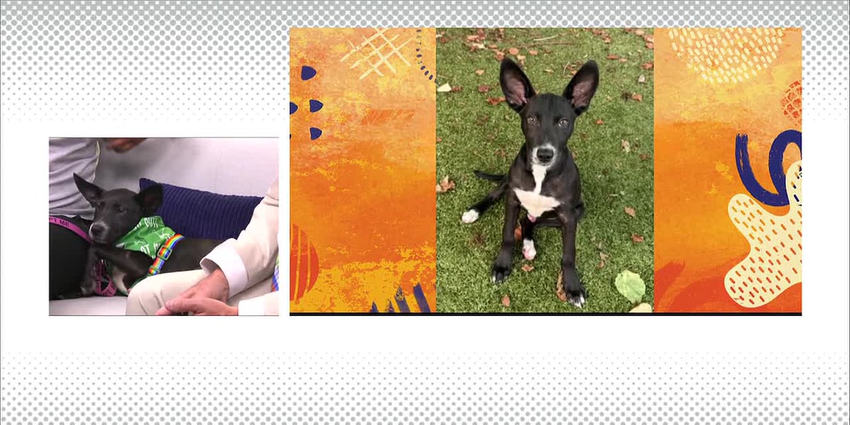Rescue Me Friday: Meet Dallas