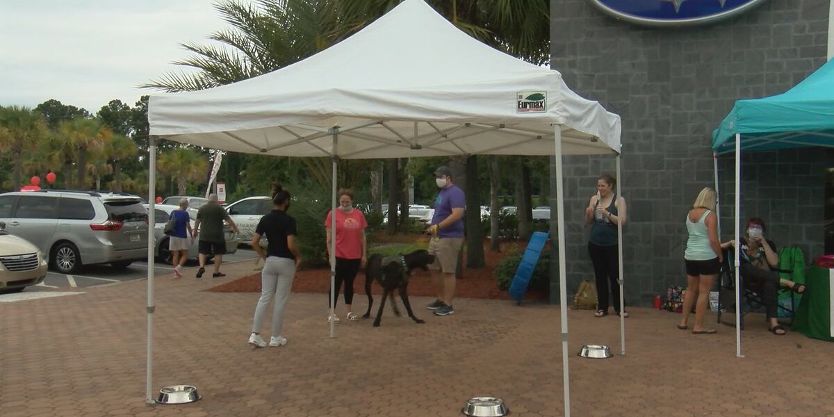 Local animal rescue partners with car dealership to help animals find homes