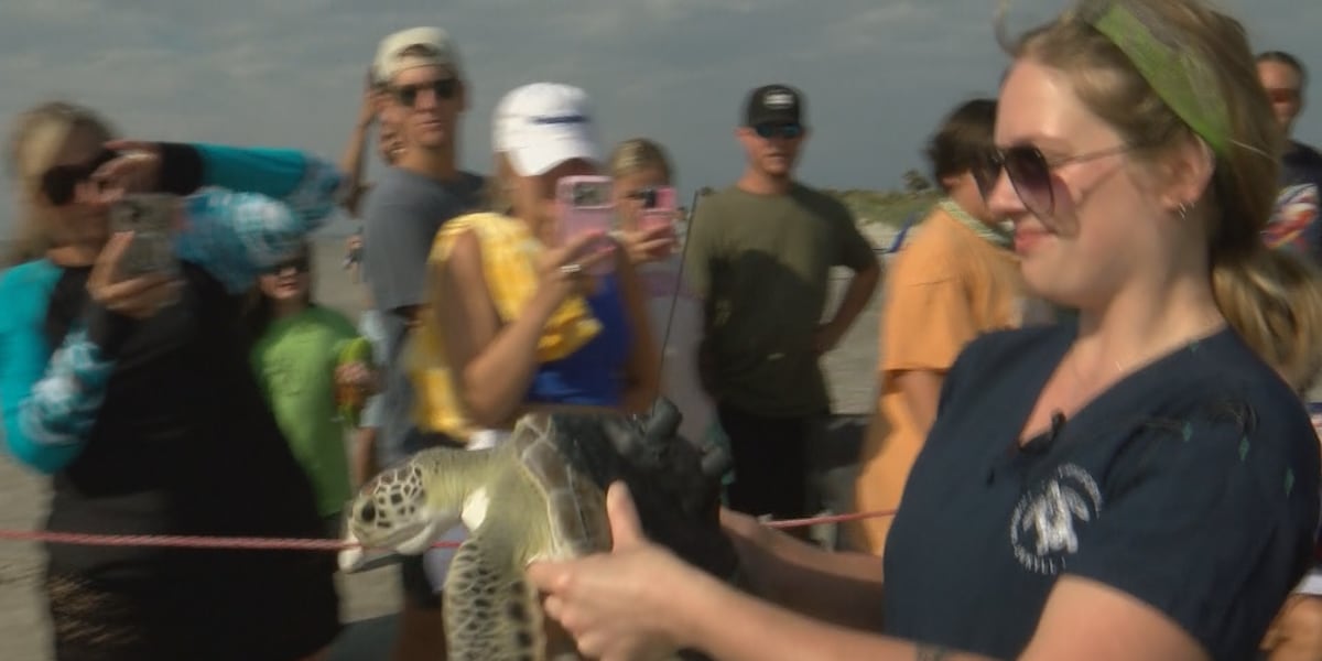 Three rehabilitated sea turtles released on Jekyll Island
