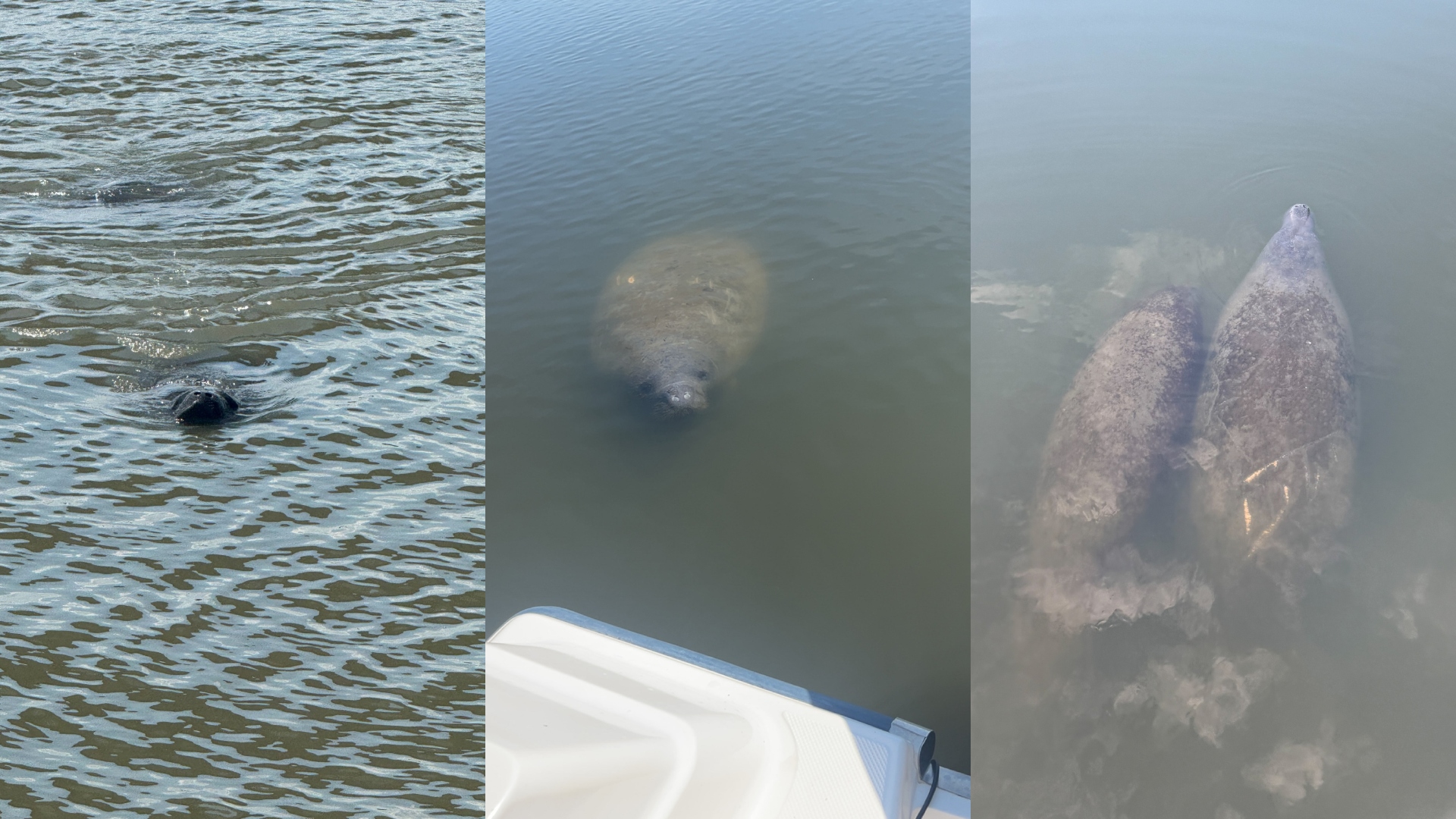 Over 230 manatees sighted in South Carolina just this year