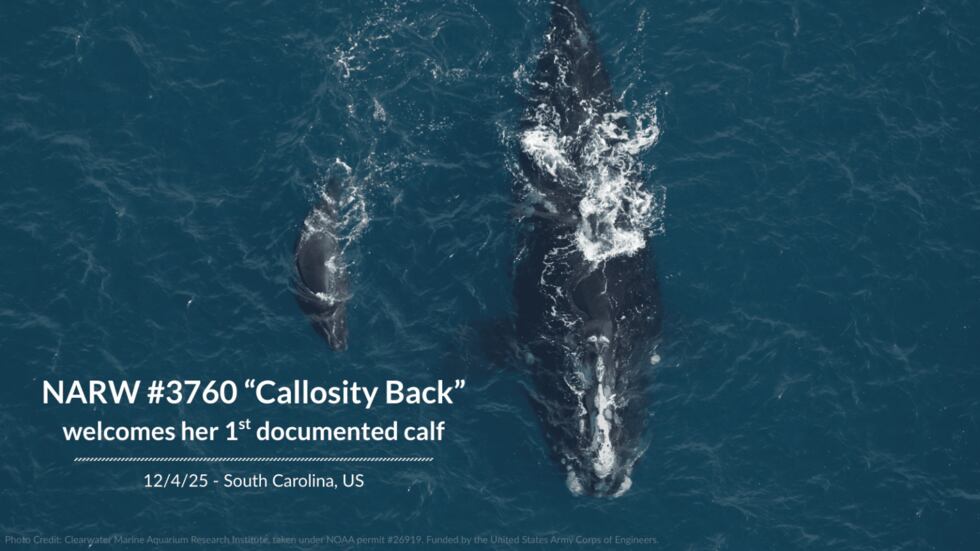 Callosity Back right whale