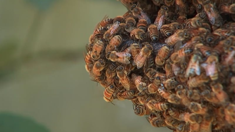UGA Veterinary School training “bee doctors” to combat historic colony collapse