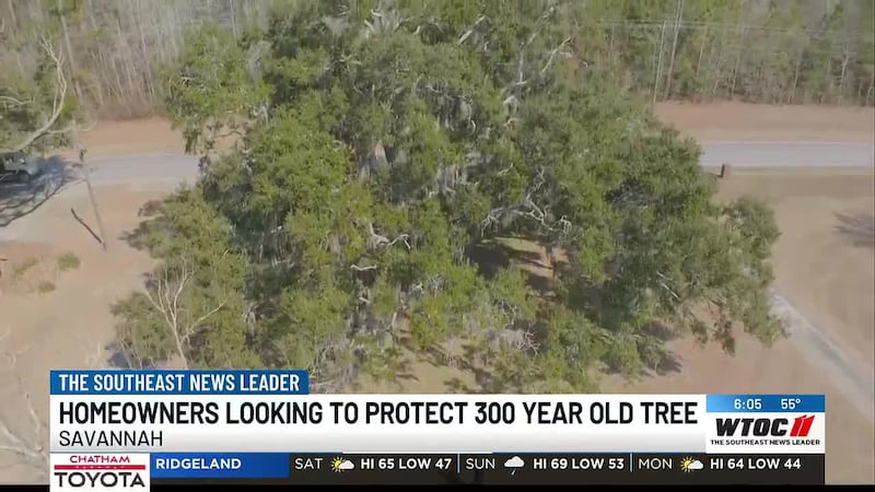Chatham County homeowner moves to save 300-year-old “exceptional” oak threatened by powerline...