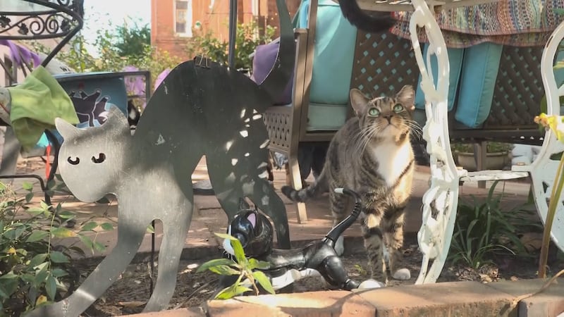 Woman caring for stray cat colony questions Chatham County cat cap